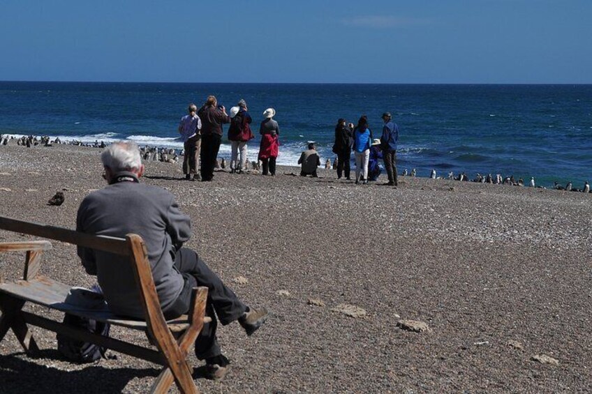 Exclusive Peninsula Valdes Penguins with lunch and entry fees