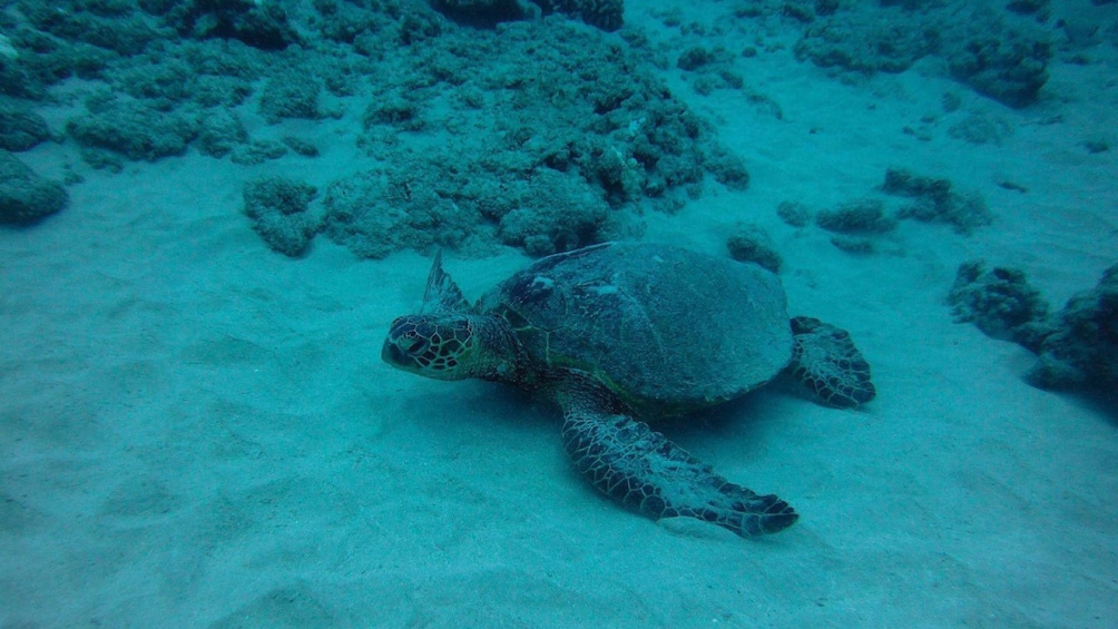 Underwater Scuba turtle scene in Oahu