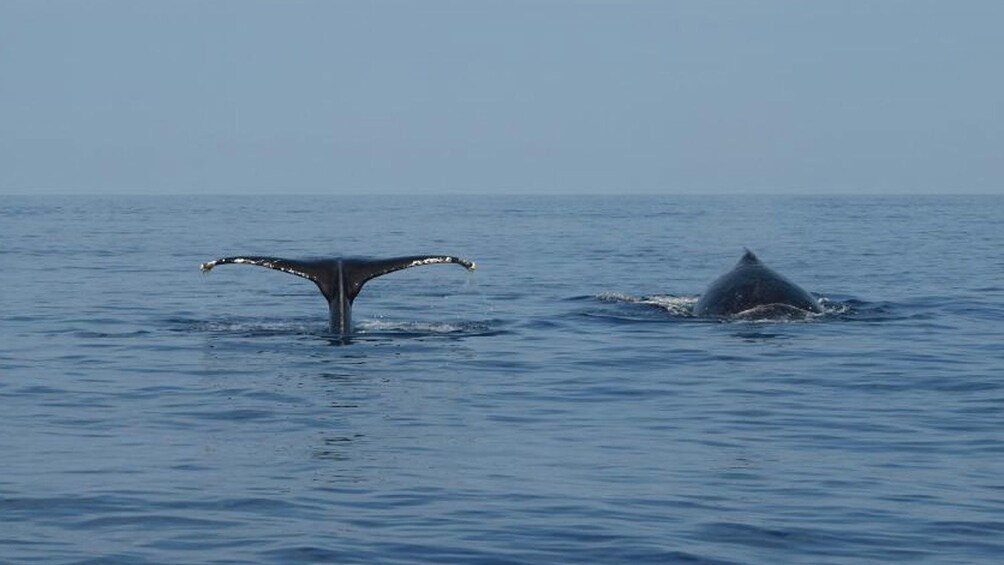 Whale tails above water in Oahu