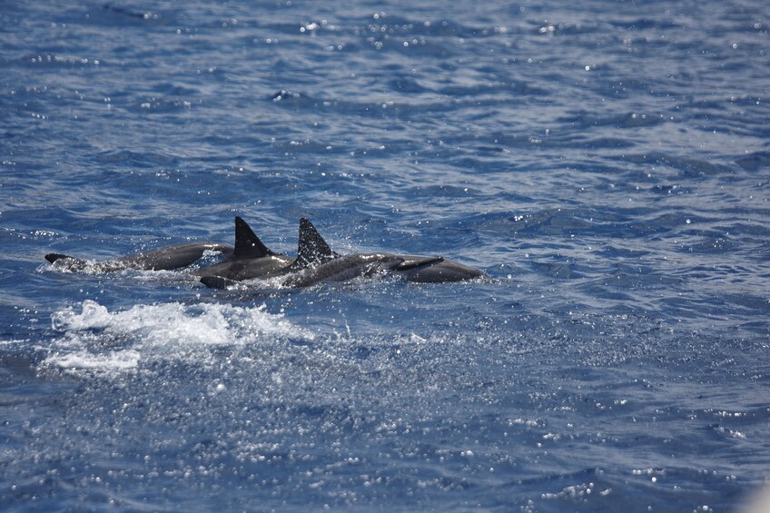 Waikiki Coast Whale-Watching Cruise