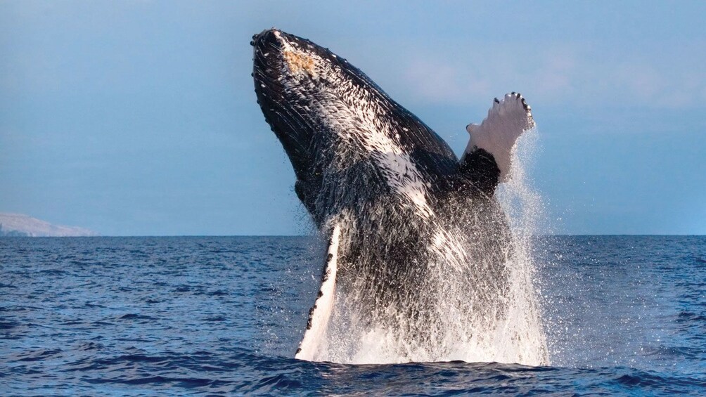 Whale breaching in Oahu