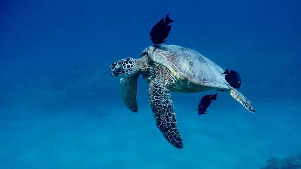 Underwater Scuba turtle scene in Oahu