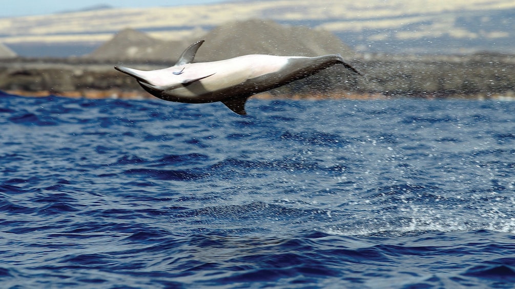 Spinner dolphin mid-air over the water on Oahu