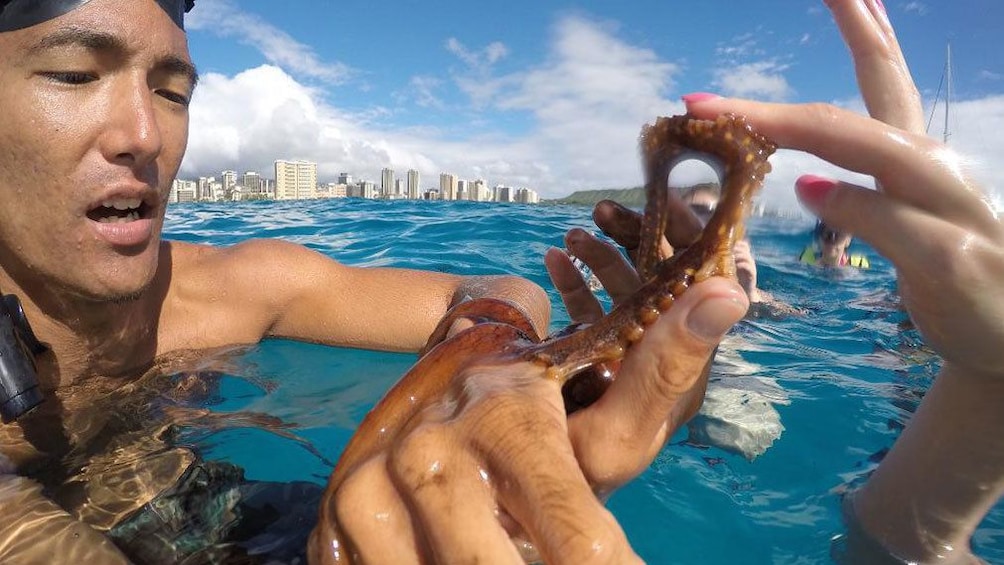 Snorkeling man holding an octopus on Oahu