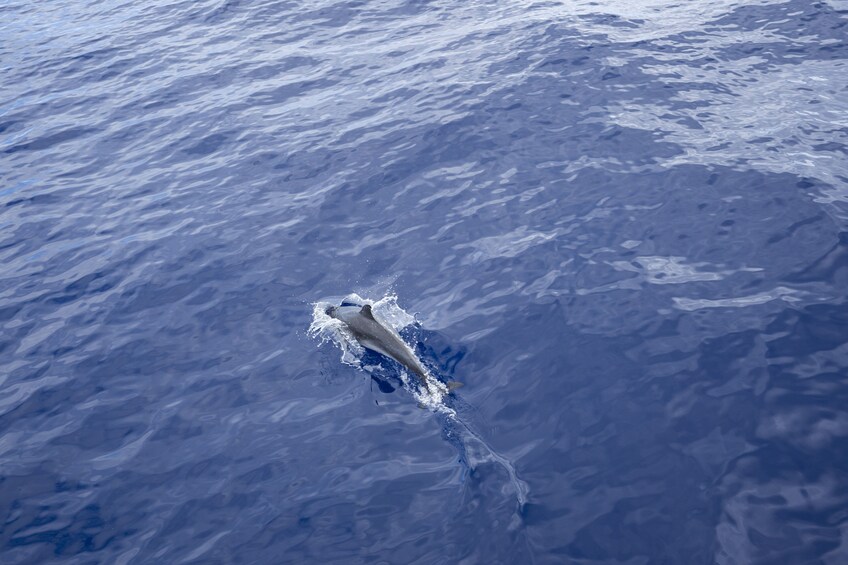 West Oahu Snorkel or Sunset Dinner Cruise 