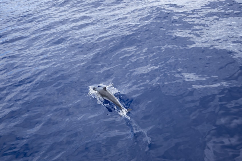 West Oahu Snorkel or Sunset Dinner Cruise