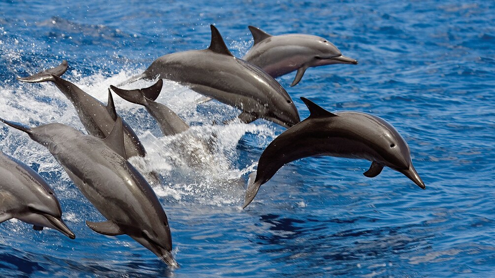 Dolphins jumping in Oahu