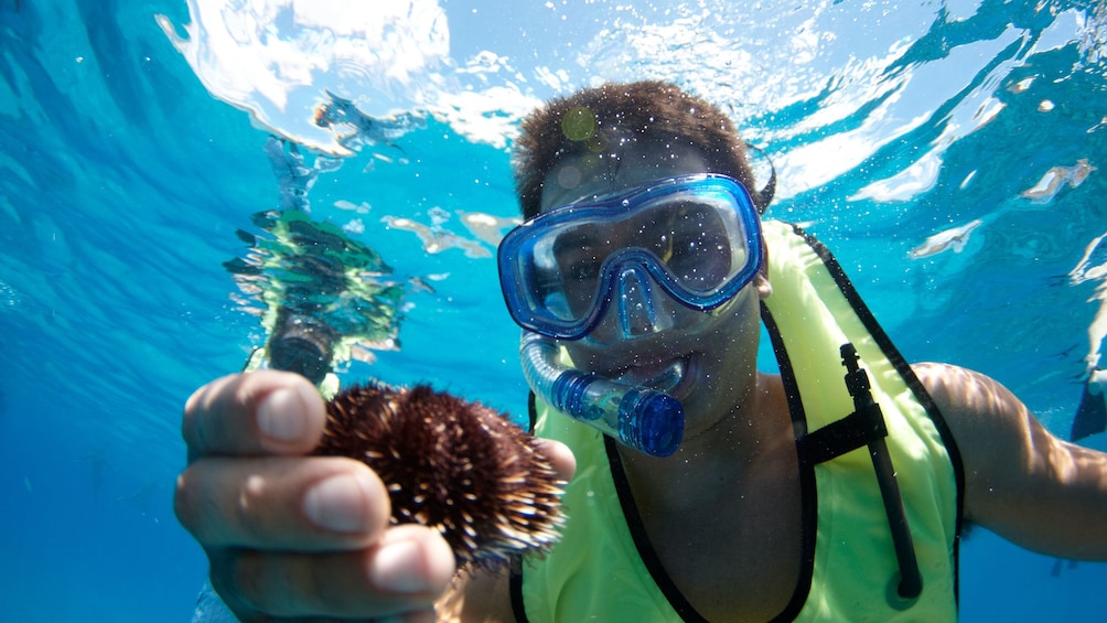 Snorkeler with sea urchin on Oahu