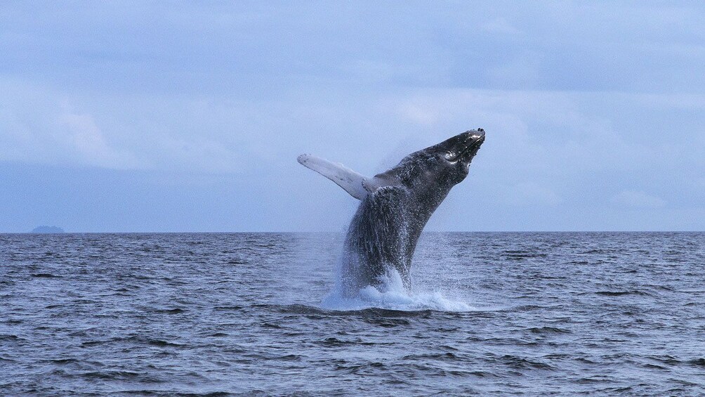 Whale jumping in the ocean