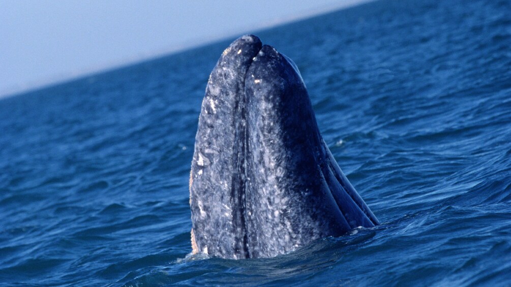 Whale peaking out of the water 