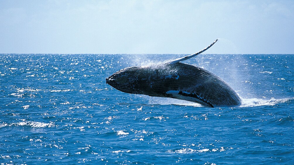 Whale breeching near Oahu