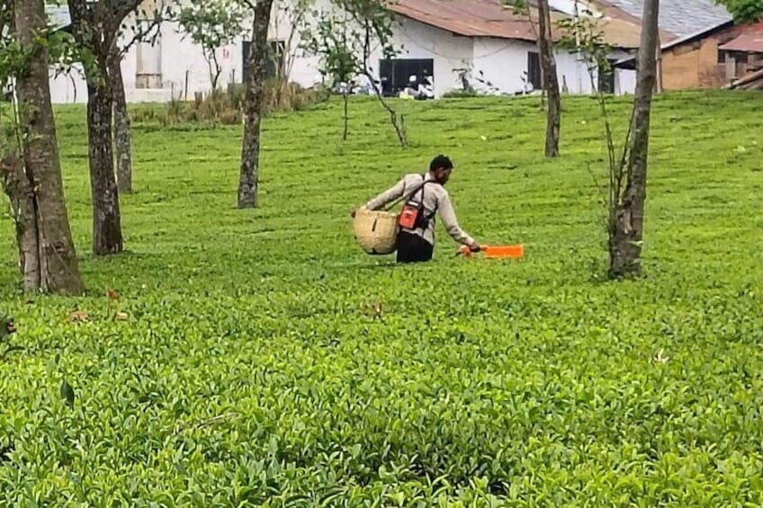 Palampur's Guided Day Tour: Discover the Tea Capital.