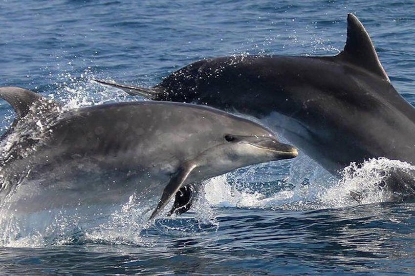 Algarve Jeep Safari and Boat Tour - Full Day Mountains & Dolphins