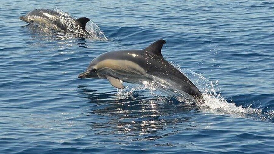 Wild dolphins at their habitat