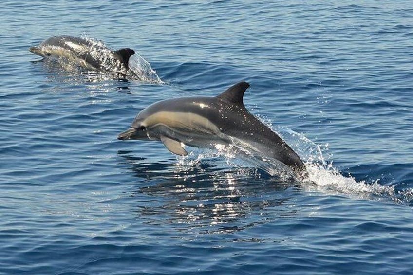 Wild dolphins at their habitat