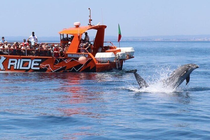 Safari & Boat Tour - Mountains & Dolphins