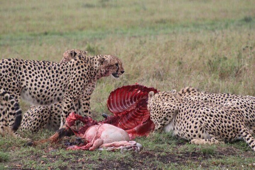 Cheetahs with their hunt in Maasai Mara 