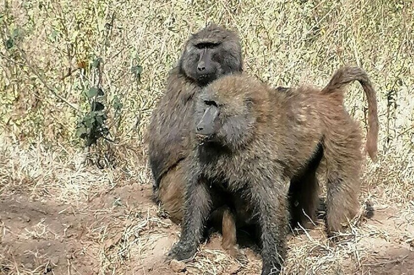 Olive male baboons. 