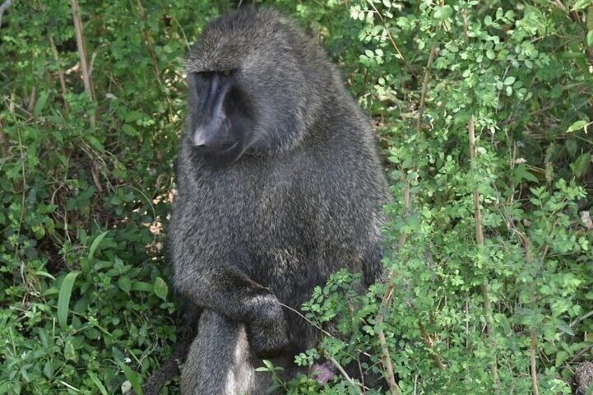 A male baboon chilling 