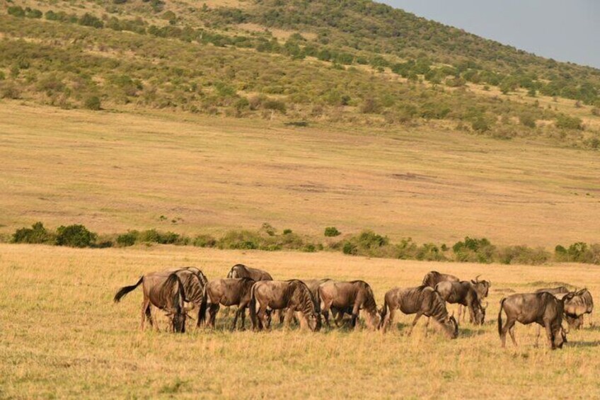 Wilderbeest in masaai mara. 