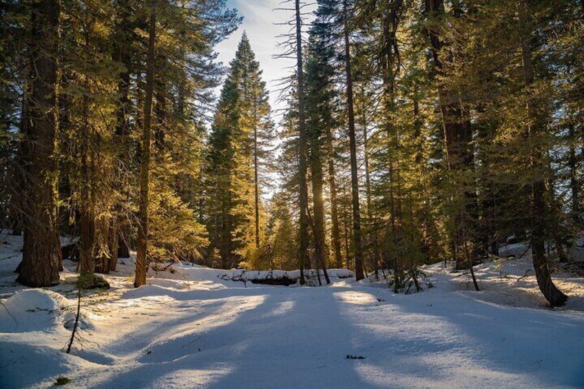 Beautiful Tahoe National Forest