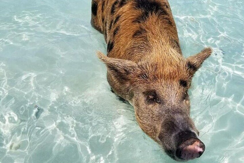 Swimming Pigs, Pink Sand Beaches & Snorkeling to Spanish Wells