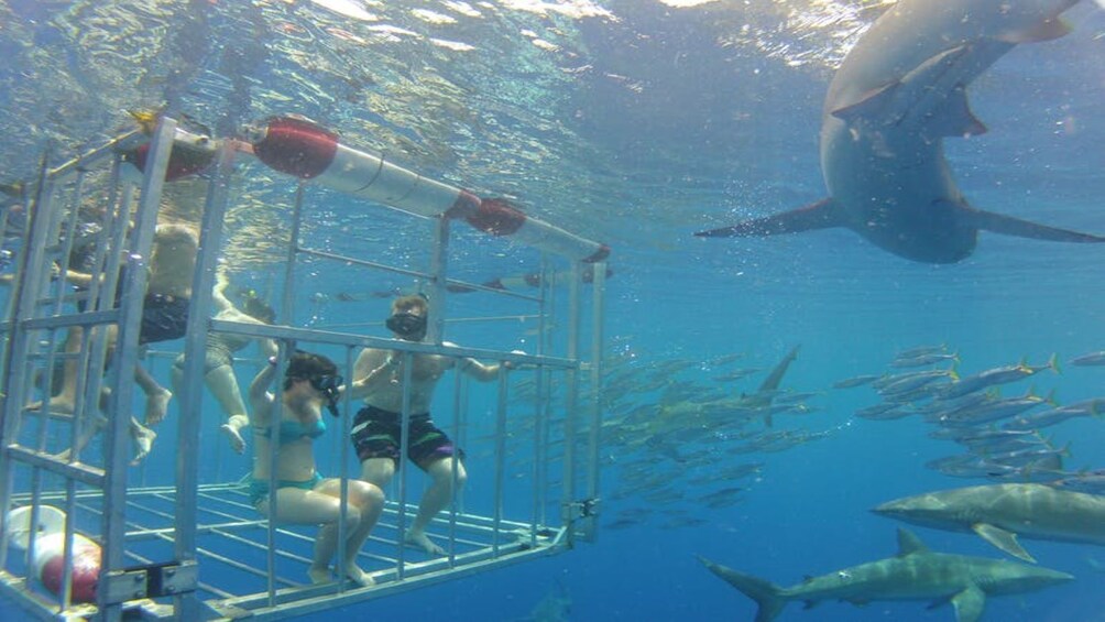 north shore swimming pool