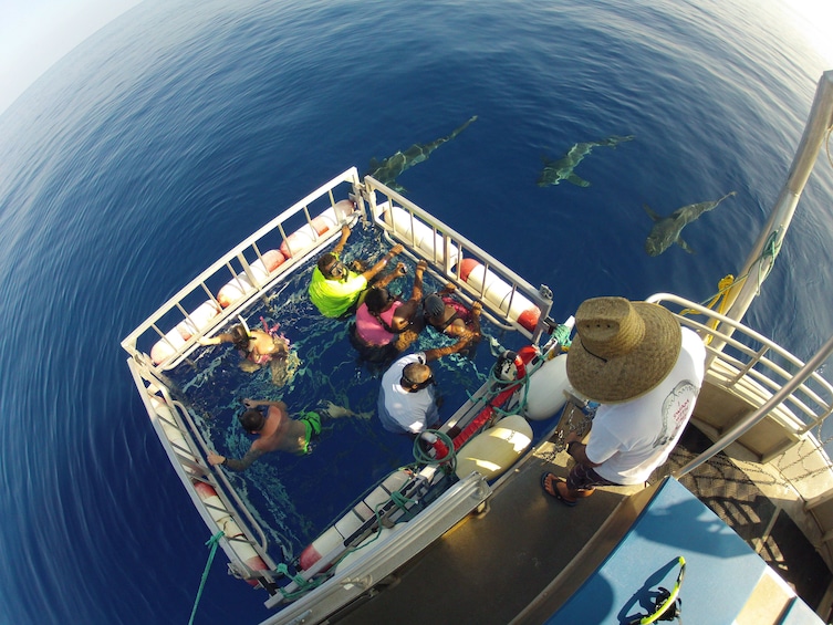 Swim with Sharks North Shore Adventure