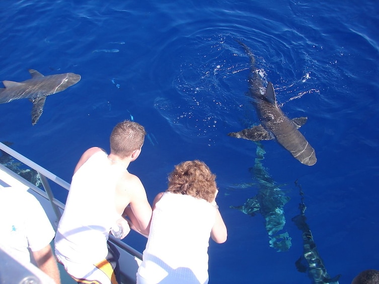 Swim with Sharks North Shore Adventure