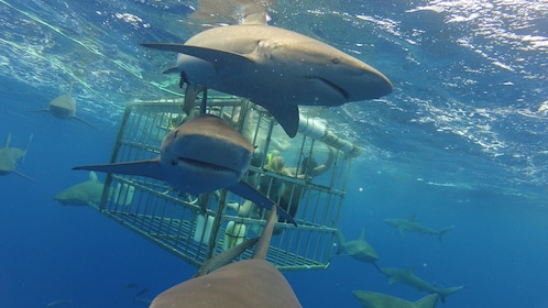 與夏威夷原始鯊魚一起在鯊魚籠中潛水遊覽