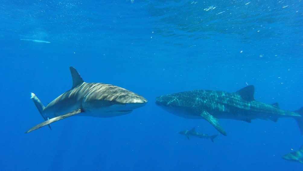 Swim with Sharks North Shore Adventure
