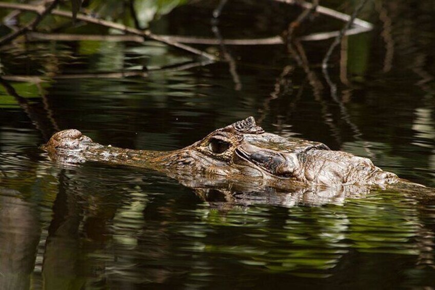 All-inclusive package in Tortuguero 2 days 1 night