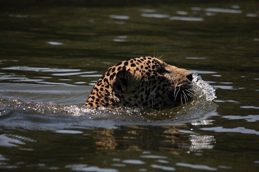 All-inclusive package in Tortuguero 2 days 1 night