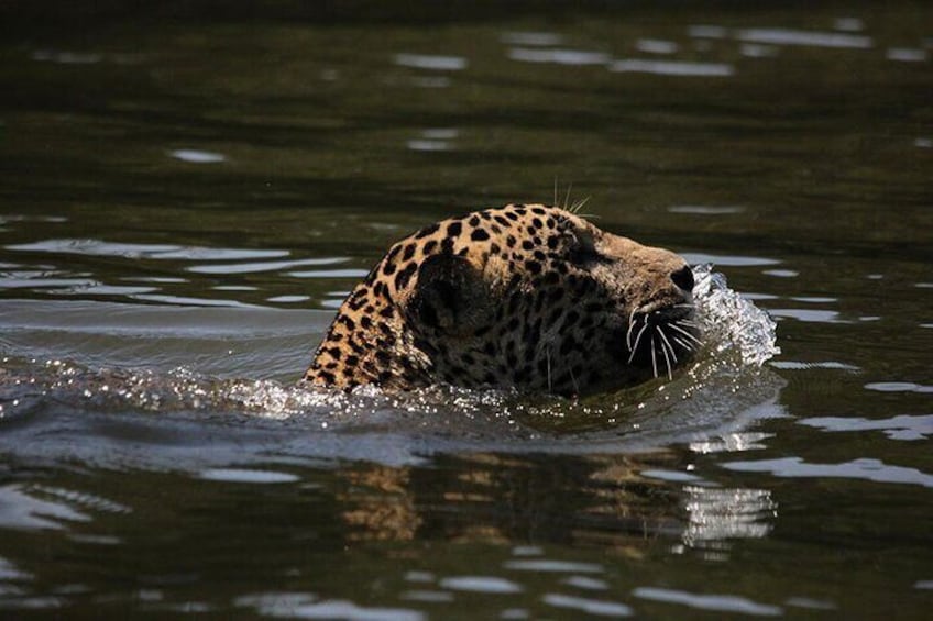 All-inclusive package in Tortuguero 2 days 1 night