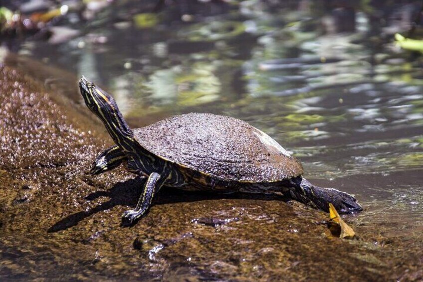 Tortuguero Package 2 days 1 night