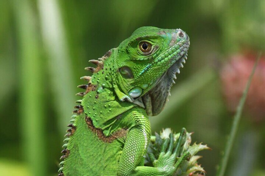Tortuguero Package 2 days 1 night