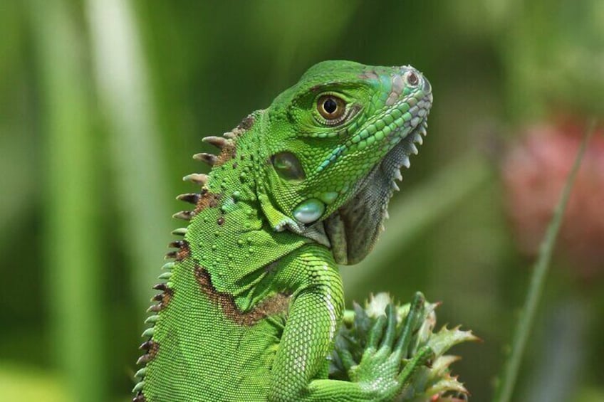 Tortuguero Package 2 days 1 night