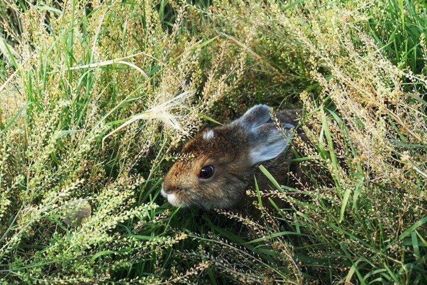 Hare