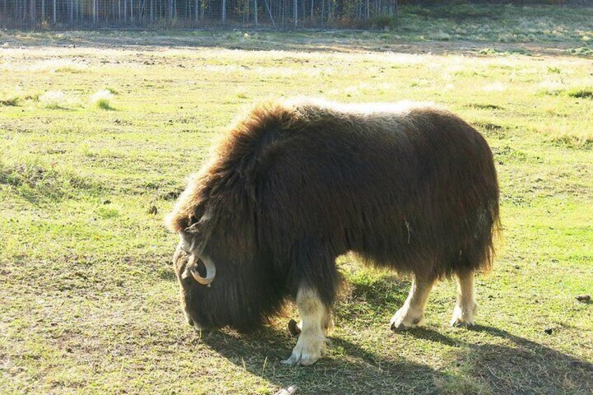 Muskox at the Yukon Wildlife Preserve