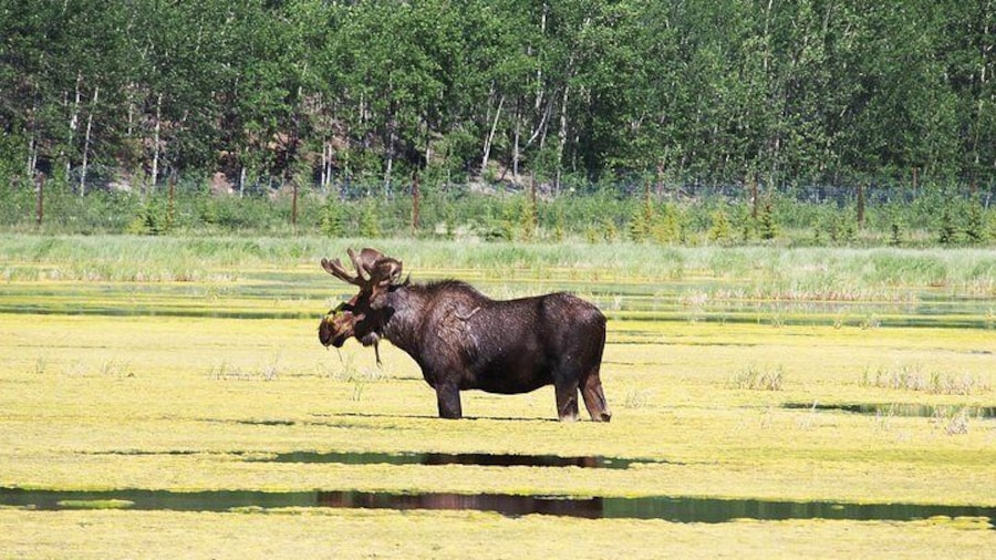 Moose