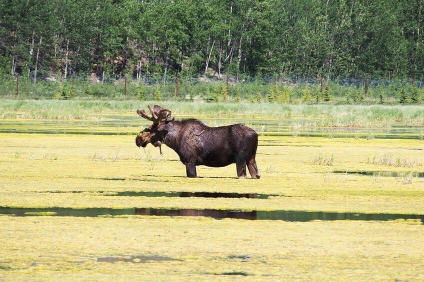 Moose