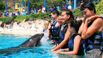 Shallow Water Dolphin Encounter