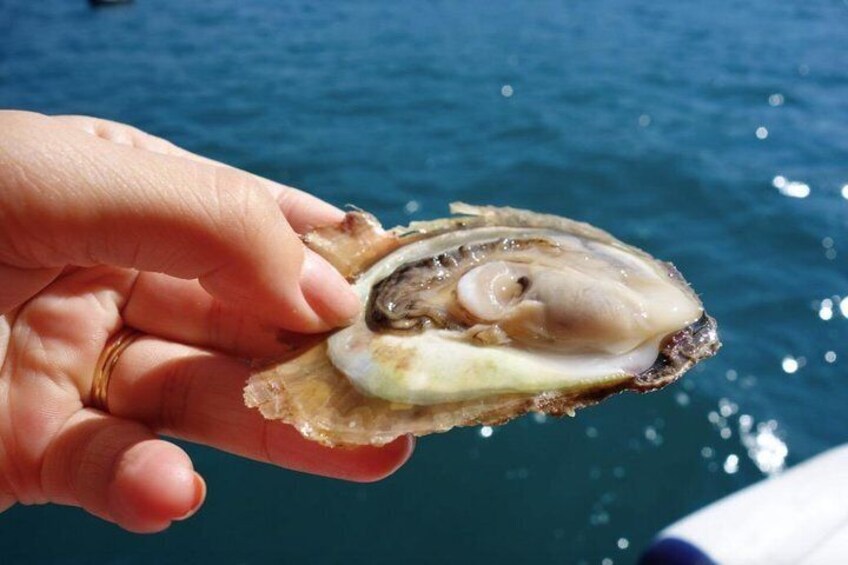 oysters strait from sea