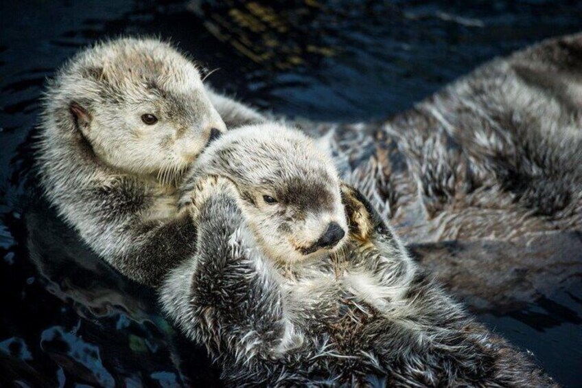 Oceanario | Sea Otters