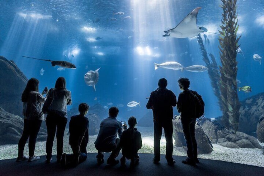 Oceanario | Main Aquarium
