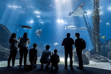 Oceanario Lisbon Aquarium