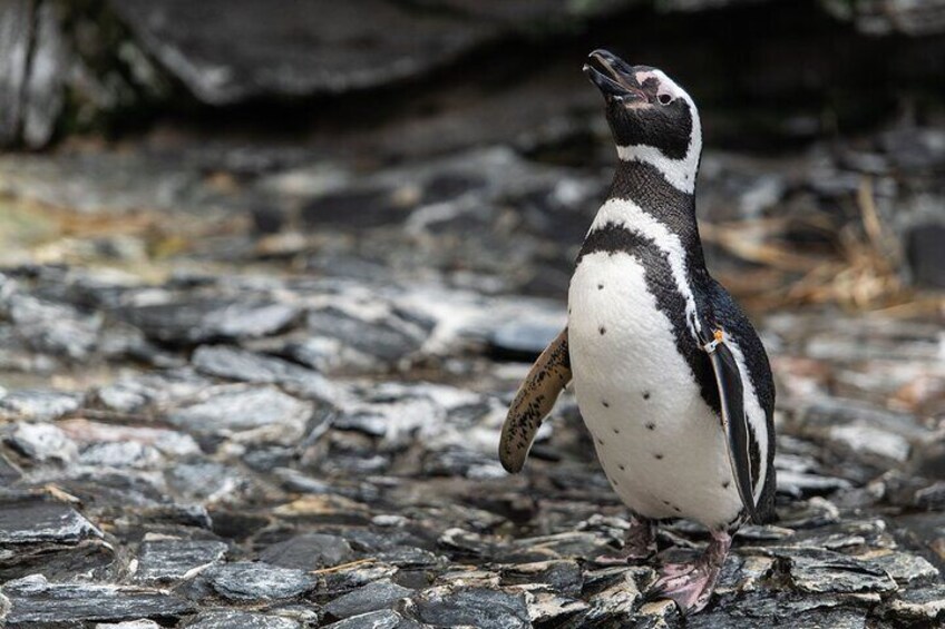 Oceanario | Magellinicus Penguin