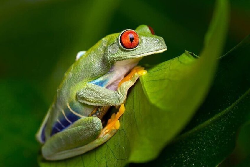 Oceanario | Red Eyed Frog