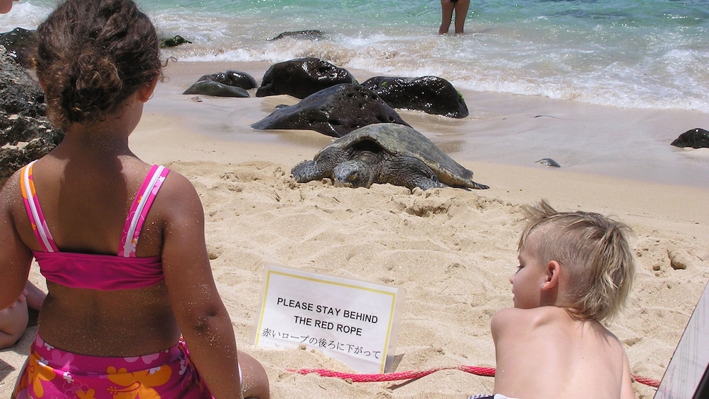 Kids looking at sea turtles on the beach on Oahu