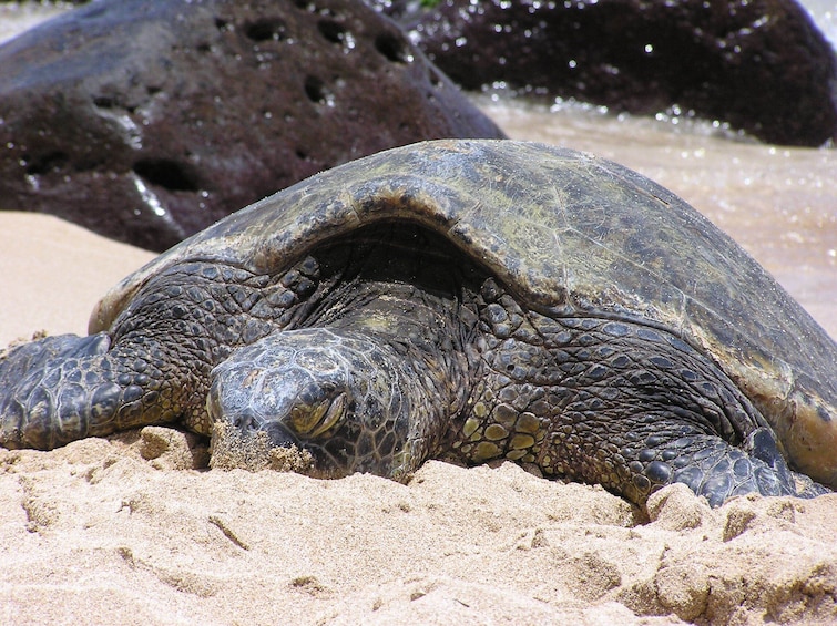 Guided Island Tour with 5hrs of Outdoor North Shore Fun 